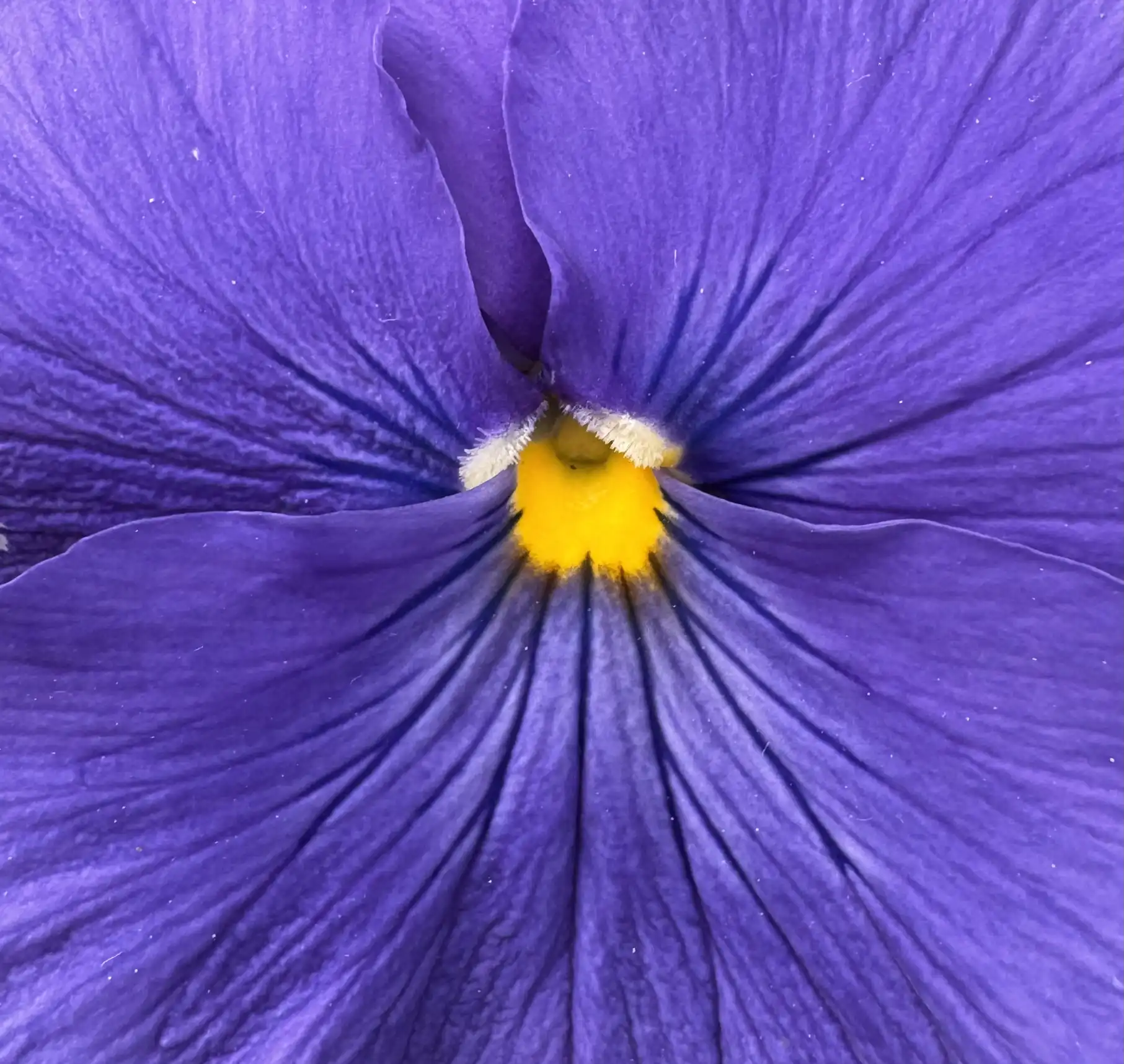 Purple Vein — acrylic painting