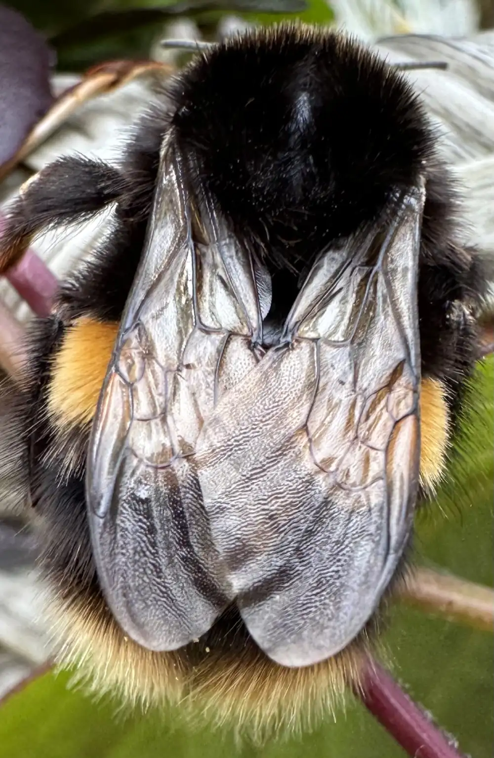 Queen Bee — acrylic painting